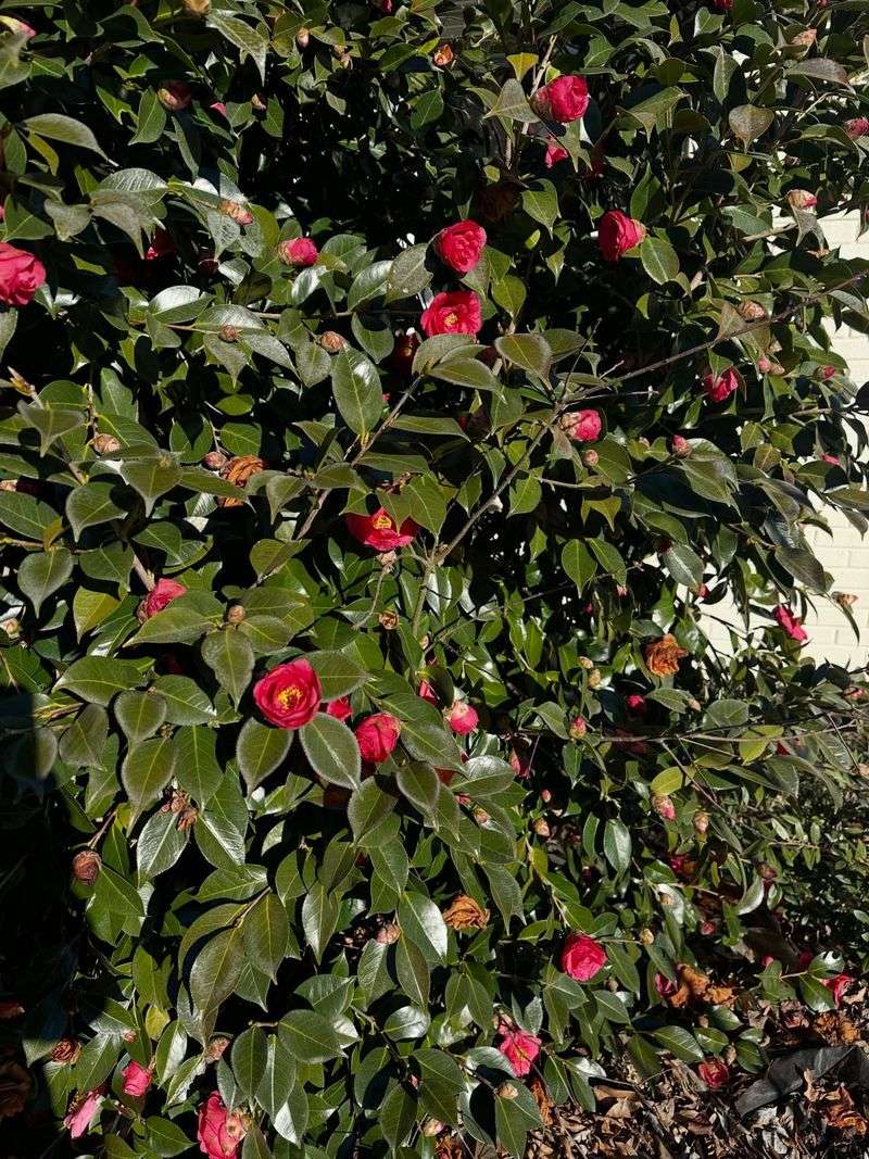 Camellia