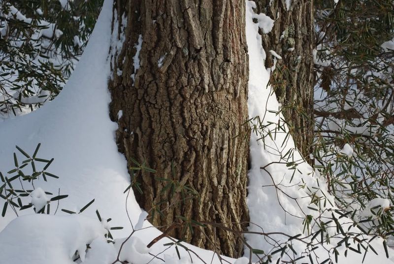 Snow Can Protect Lower Branches From Extreme Cold
