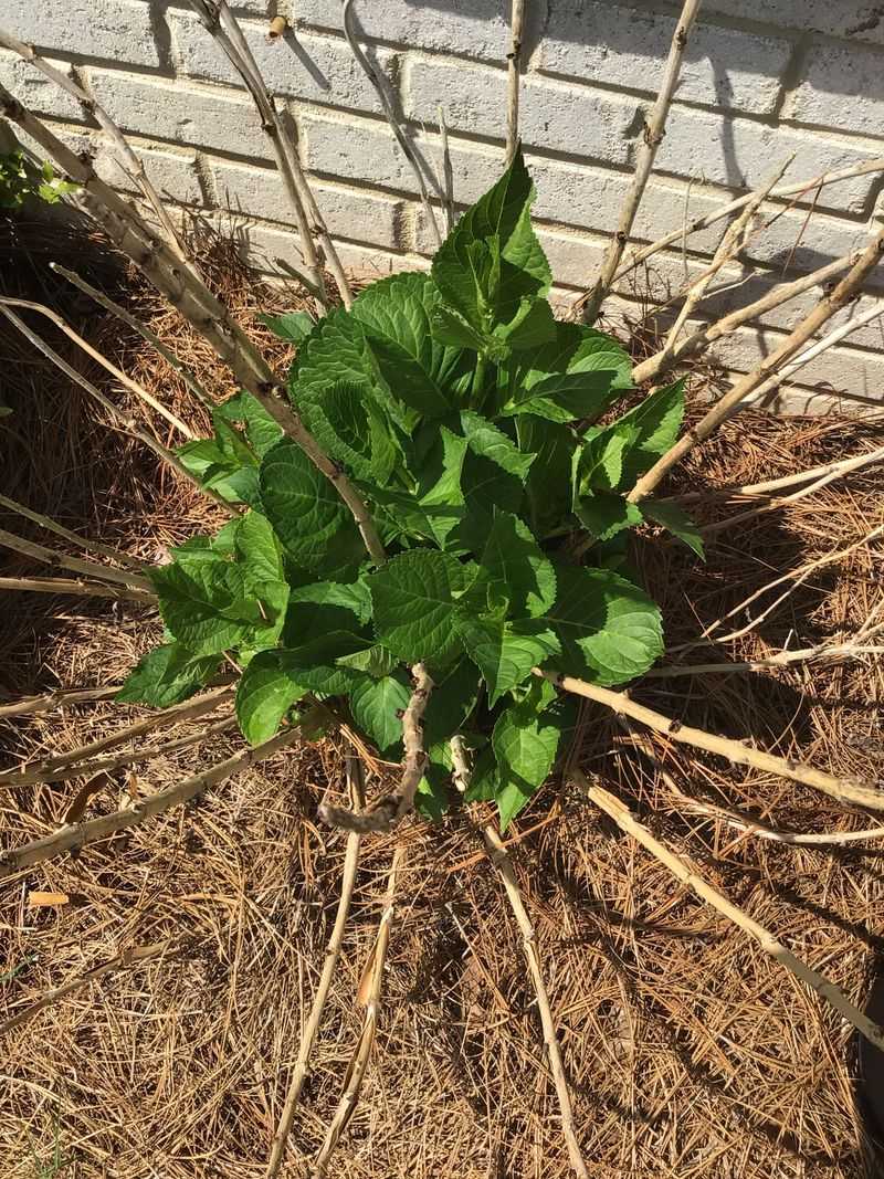 Hydrangeas That Bloom On Old Wood
