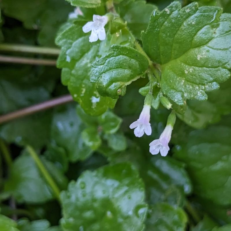 Yerba Buena (Clinopodium douglasii)