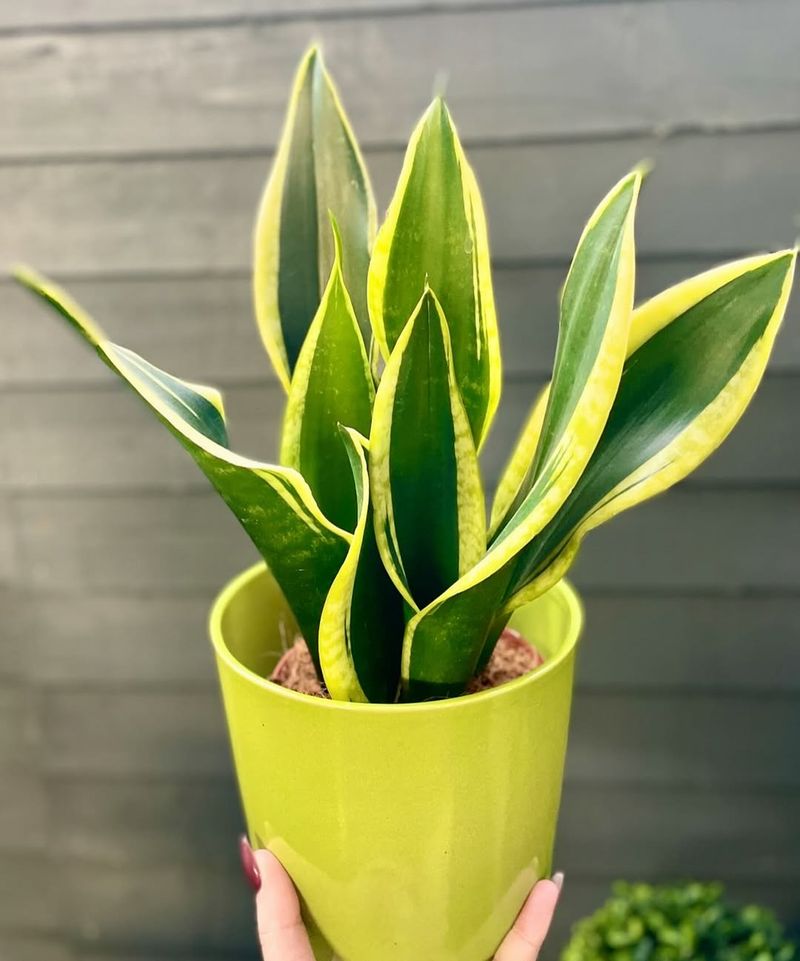 Snake Plant The Low Light Survivor