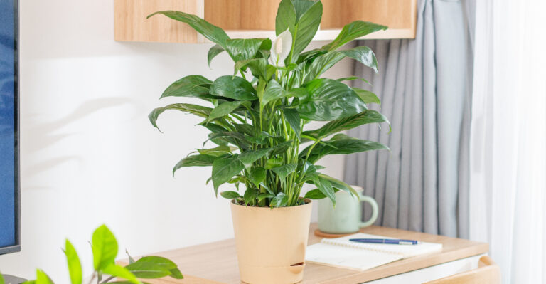 Every Oregon Household Must Have These 10 Indoor Plants