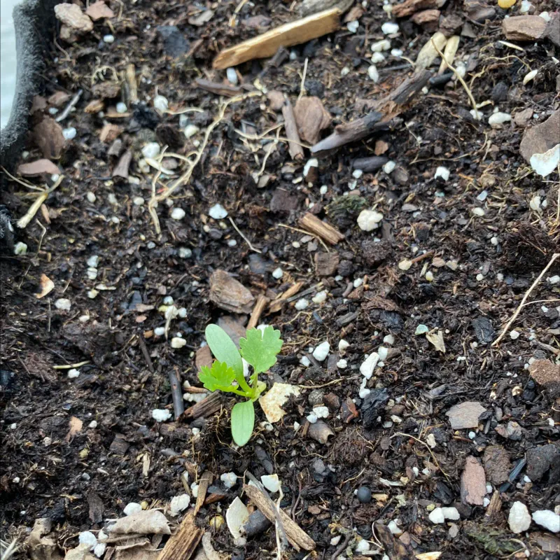 Low Soil Nutrients After Winter