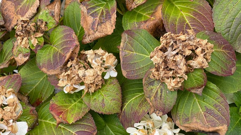 Winter Soil Moisture Issues Stressed The Plant