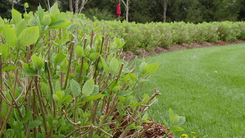 Drought Stress The Summer Before Prevents Bud Formation