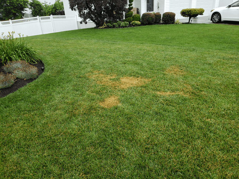 Bare Spots May Appear From Winter Stress