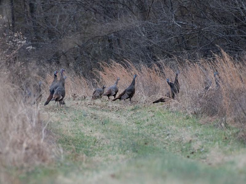 Availability Of Backyard Food Sources