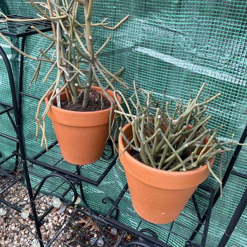 Replace Plants That Suffer Severe Freeze Damage