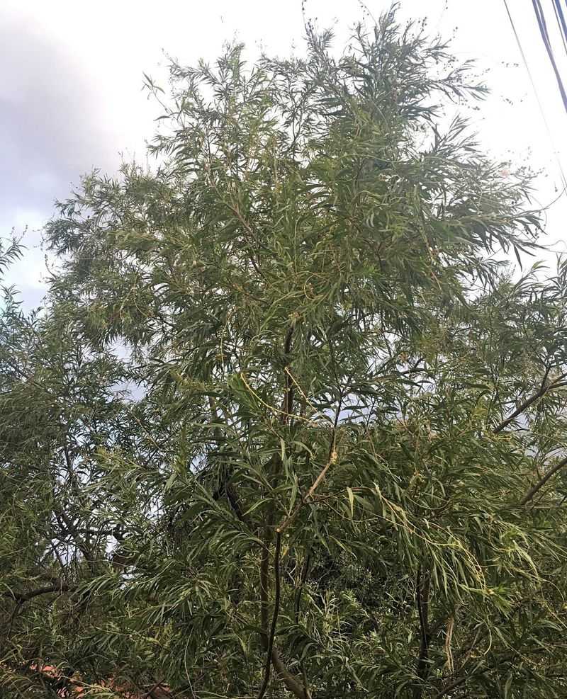 Overfeeding It With Fertilizer