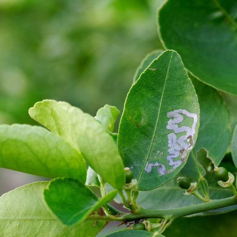 Failing To Manage Common Pests Like Citrus Leafminers Or Scale