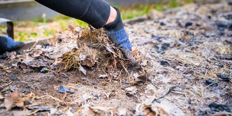 Clear Away Winter Debris Before Adding New Mulch