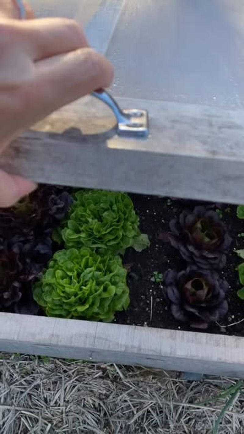 Protect Cool-Season Crops From Frost