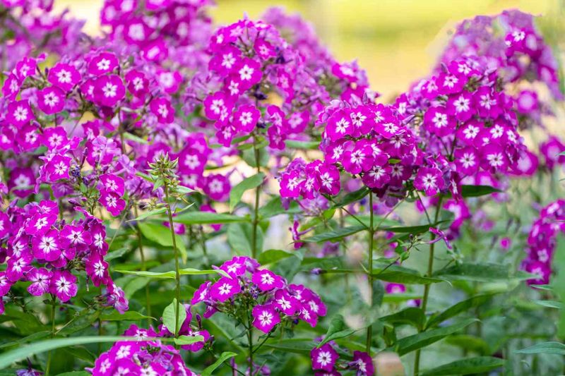 Fill Ohio Gardens With Vibrant Phlox From Summer To Fall