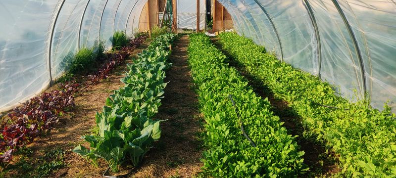 Why Hoop Houses Are Practical For Vegetables, Herbs, And Early Seedlings