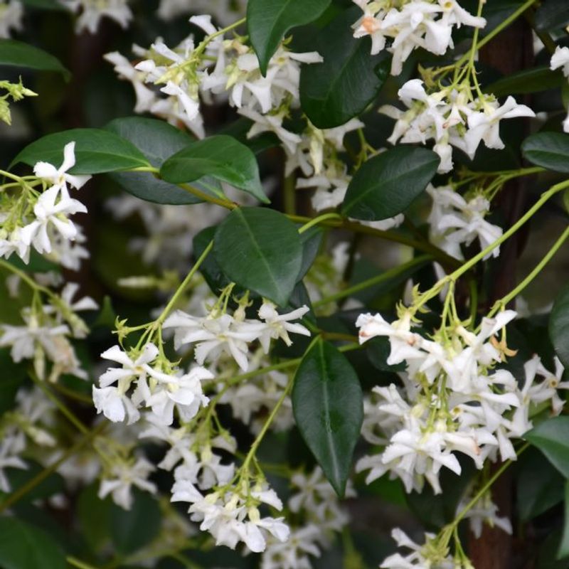 Common Mistakes To Avoid With Jasmine In Texas