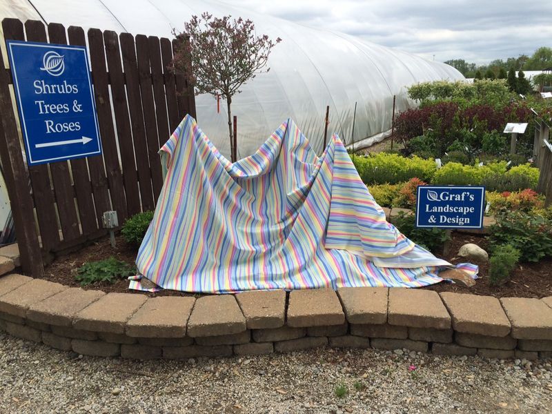 Cover New Growth If Another Cold Night Is Coming