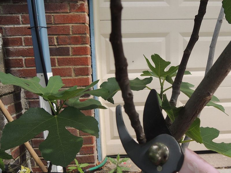 Hard Pruning Can Delay Fig Set In Shorter Seasons