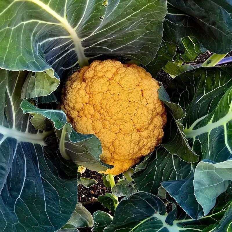 Heat Sensitive Cauliflower