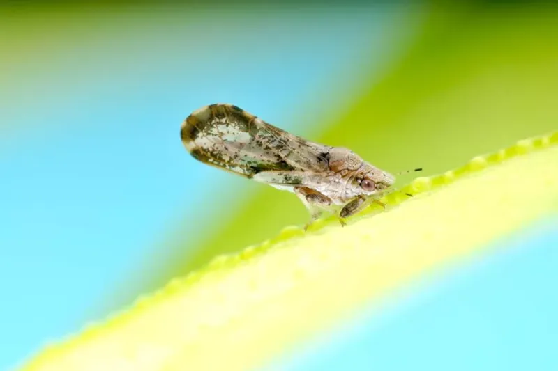 Not Monitoring For Citrus Greening Disease And Asian Citrus Psyllid