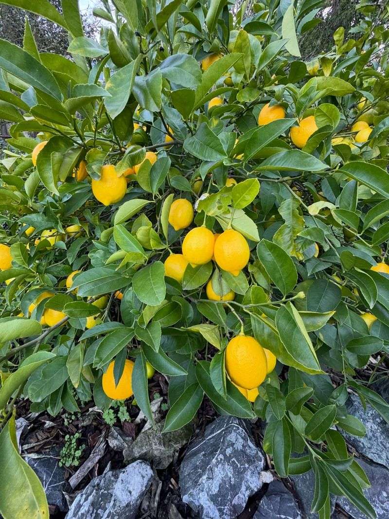 Neglecting Nutrient Requirements And Feeding