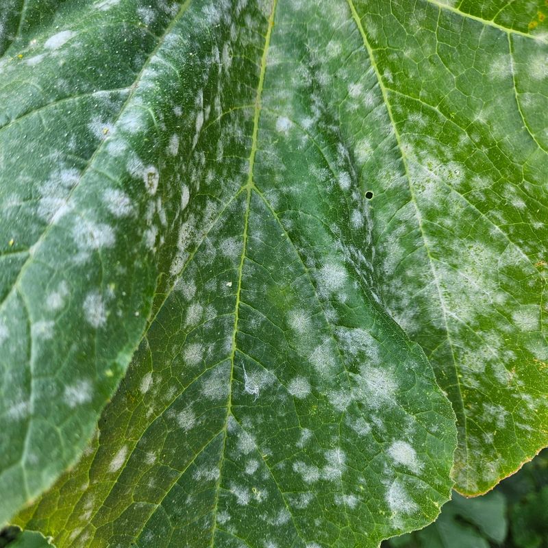 Neglecting Pest And Disease Management