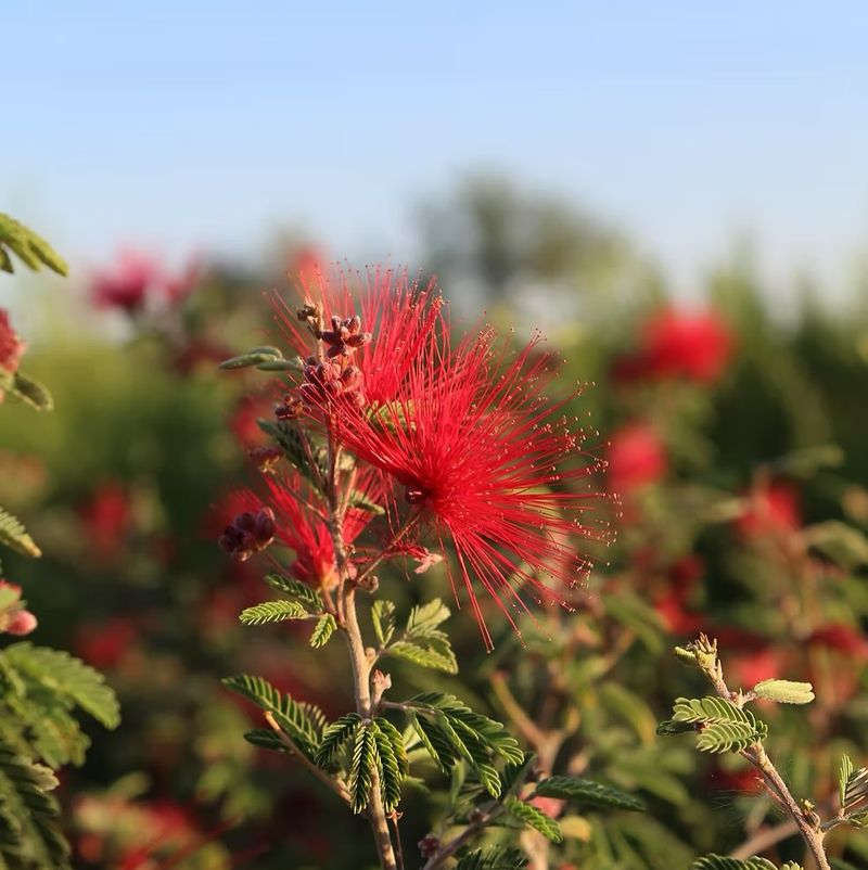 Baja Fairy Duster Keeps Color Going As The Season Warms Up