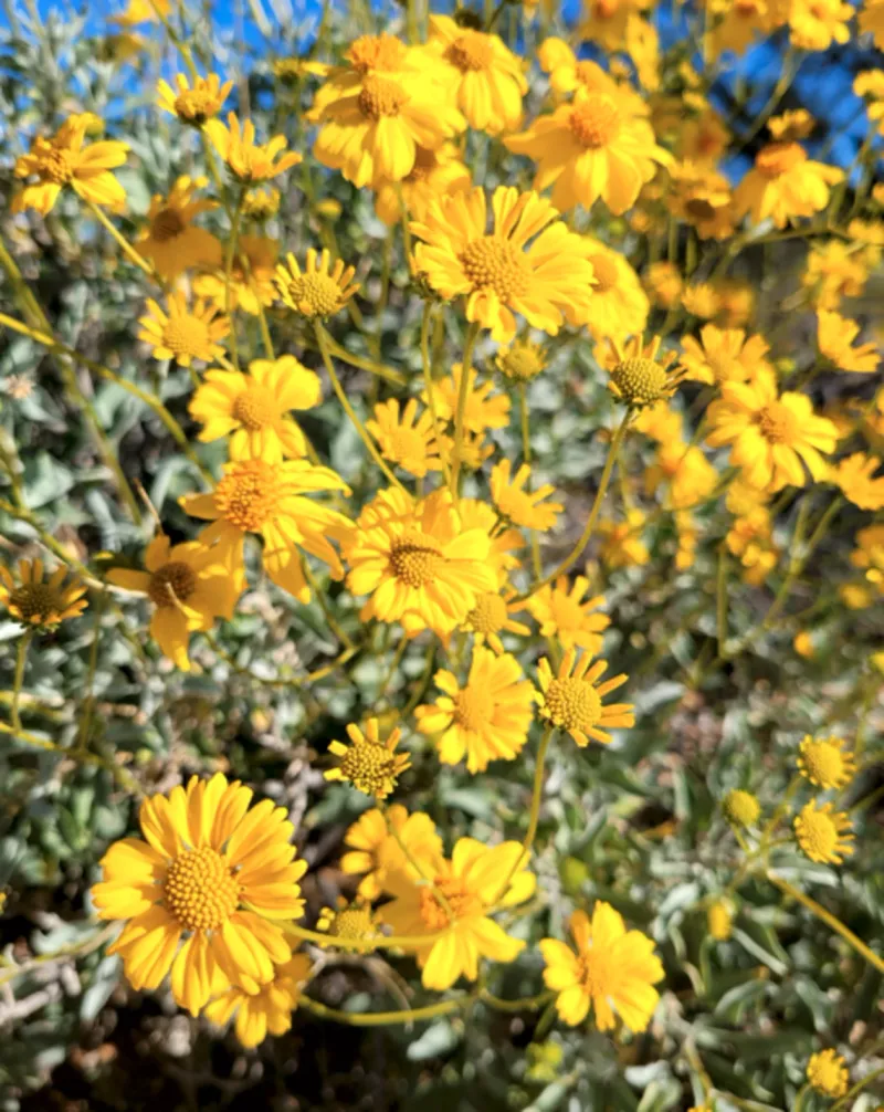Brittlebush Brightens Dry Landscapes With Golden Flowers