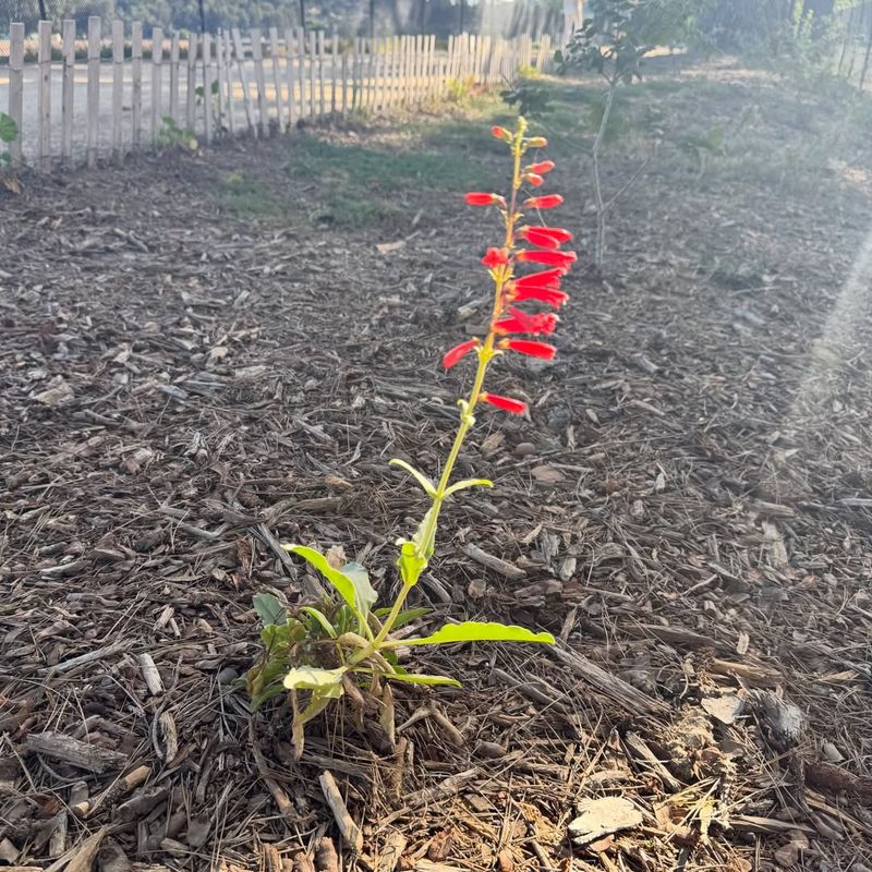 Firecracker Penstemon Should Be Cut Back After Flowering