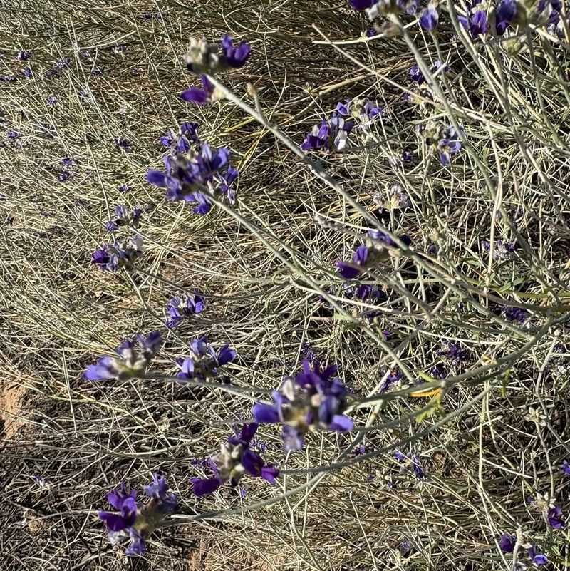 Bush Dalea Grows Denser And More Balanced After Pruning