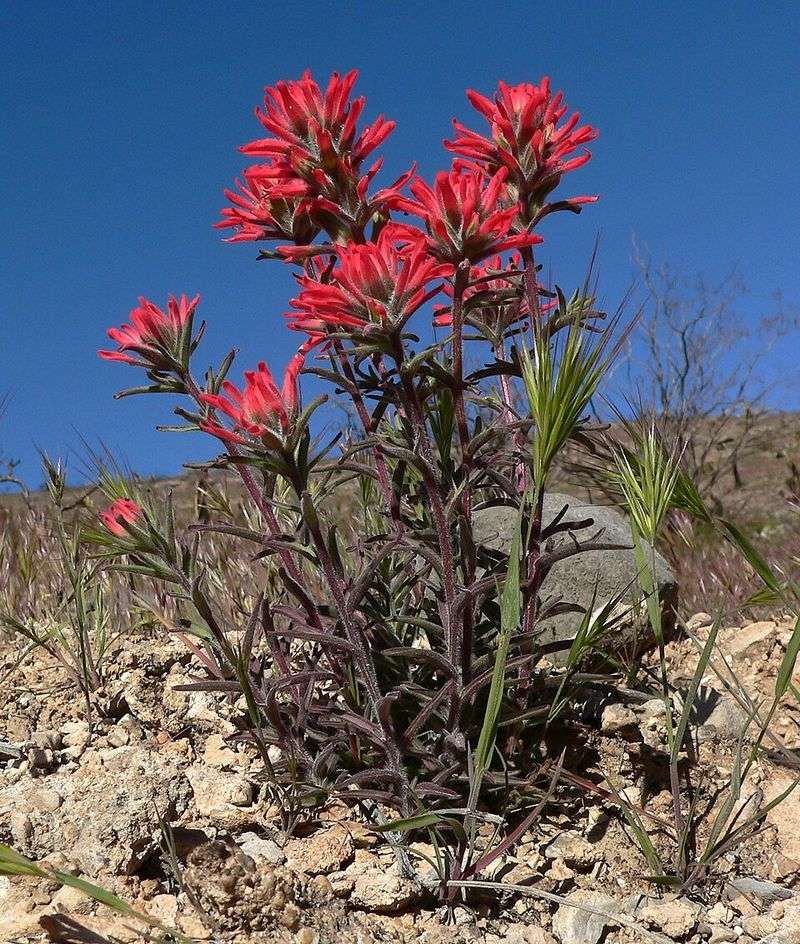 Desert Paintbrush Stands Out With Bright Red Blooms