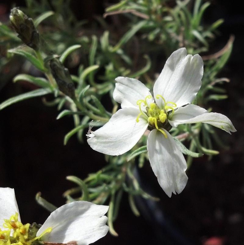 Desert Zinnia Keeps A Neat Shape In Pots
