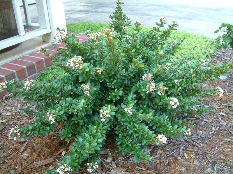 Viburnum Adds Privacy With Seasonal Blooms