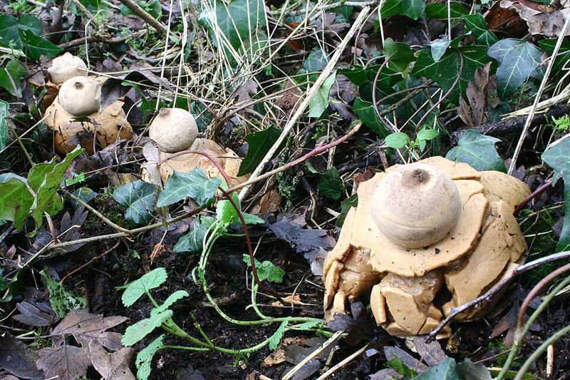 Common Species That Can Be Found In Oregon