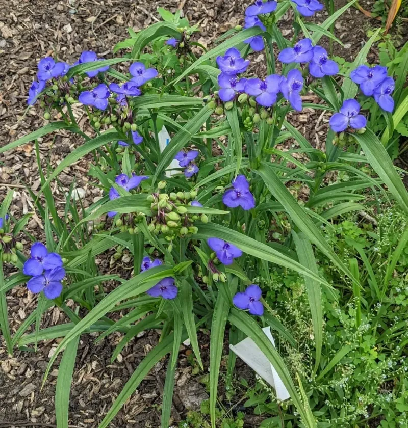 Spiderwort (Tradescantia Spp.)