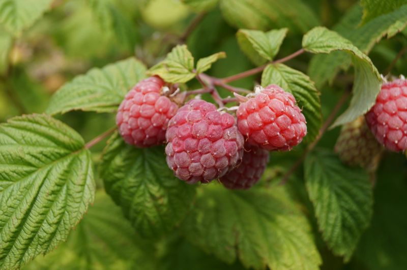 A Cleaner Berry Patch Sets Up A Better Harvest