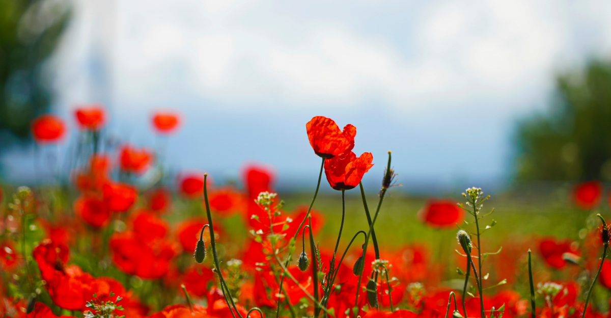 Fast-Growing Flowering Plants For North Carolina Gardens Planted In Spring