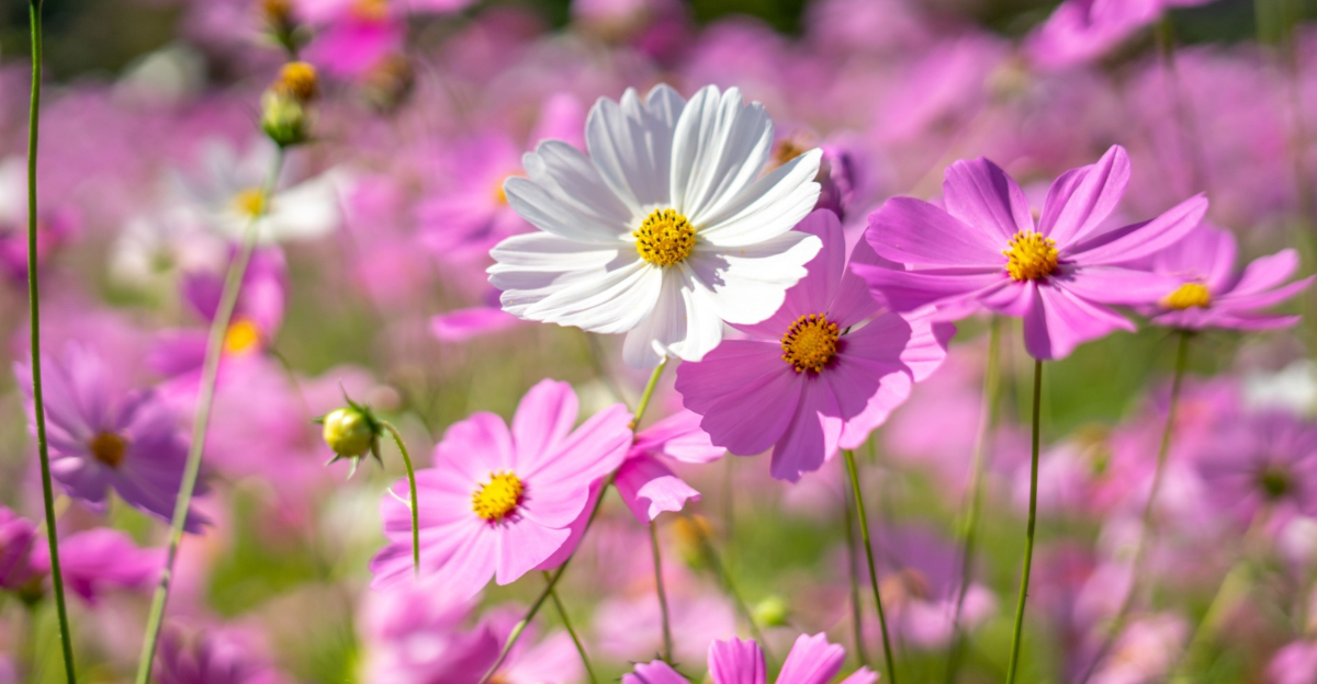 cosmos flower