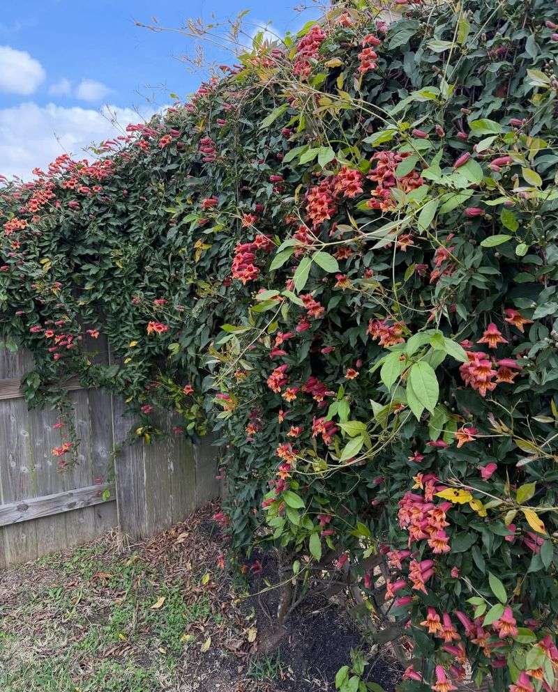 Handles Poor Sandy Soil Better Than Most Vines