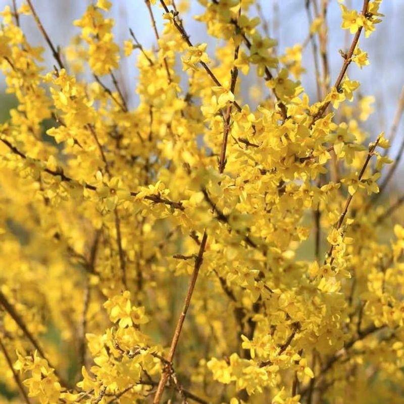 Works Well As A Living Hedge Or Property Border