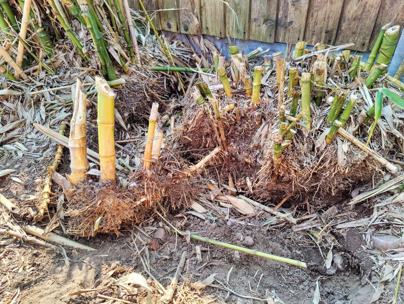Underground Rhizomes That Are Extremely Hard To Remove