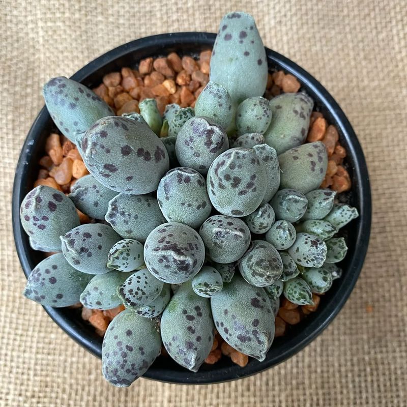 Adromischus Cooperi Has Thick Spotted Leaves