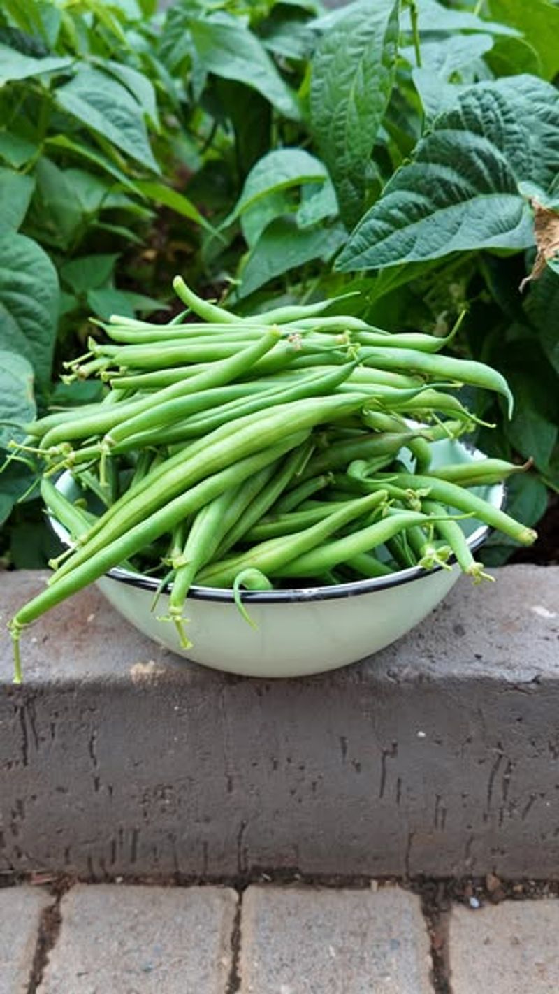 Bush Beans Feed The Soil While Producing Summer Harvests