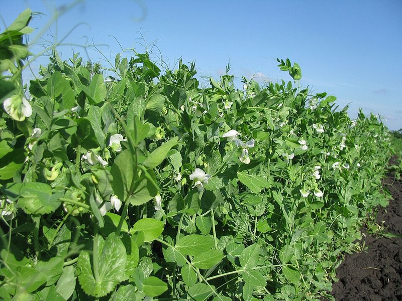 Field Peas Add Nitrogen And Organic Matter To Garden Beds