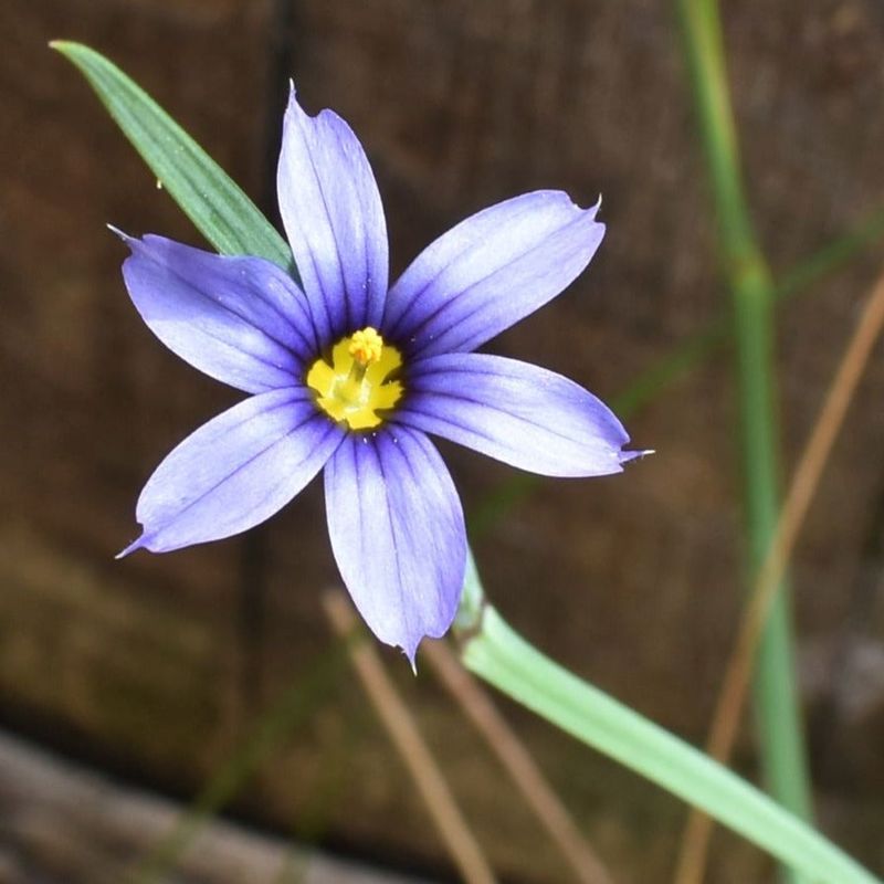 Blue-Eyed Grass Adds Small Flowers And Fresh Spring Growth