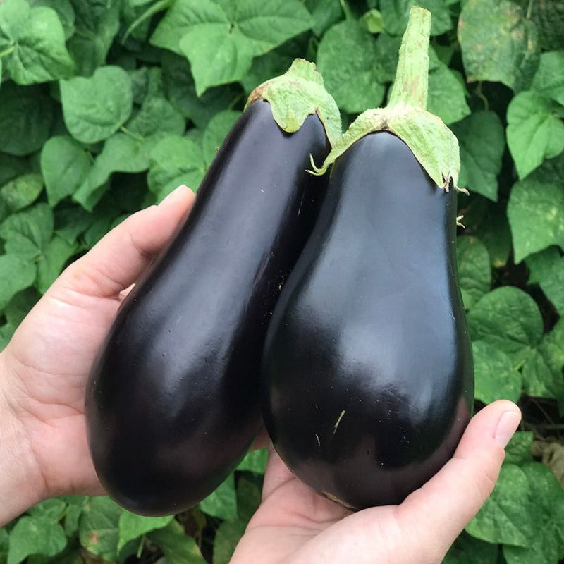 Black Beauty Eggplant Is Perfect For Florida Gardens