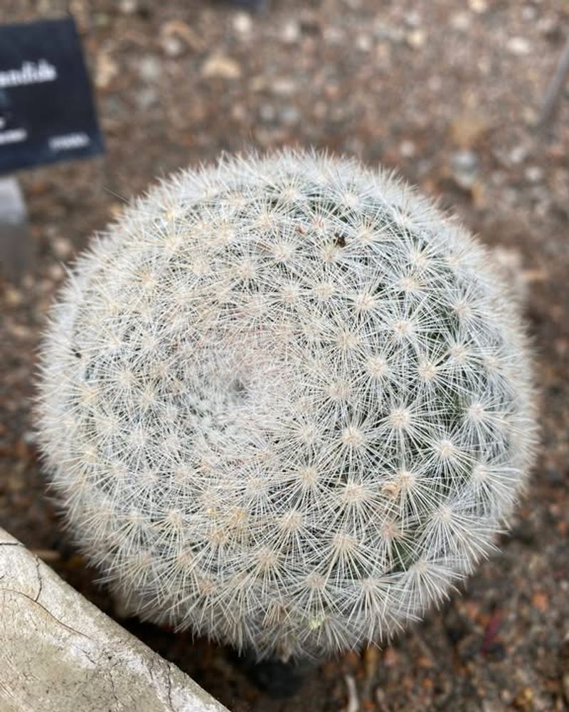 Snowball Cactus Keeps A Compact Shape