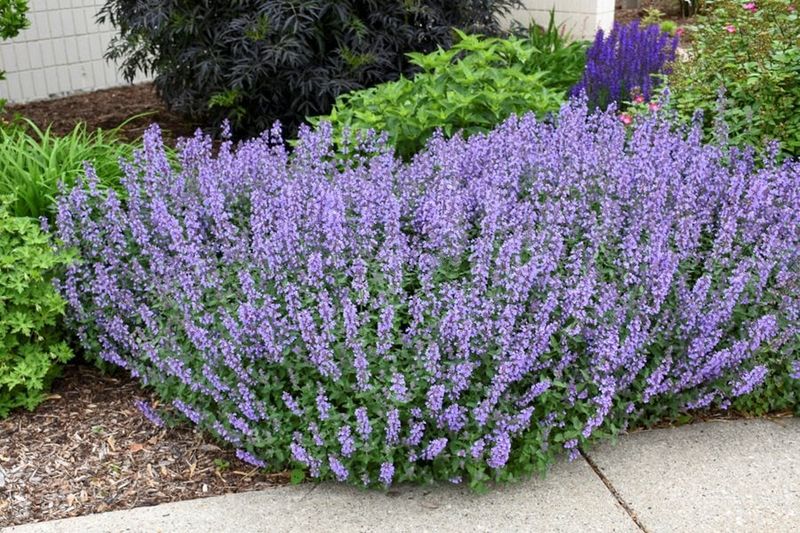 Catmint Plants That Bloom For Months In Tough Soil