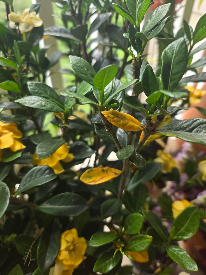 Fix Yellow Leaves Before Buds Suffer
