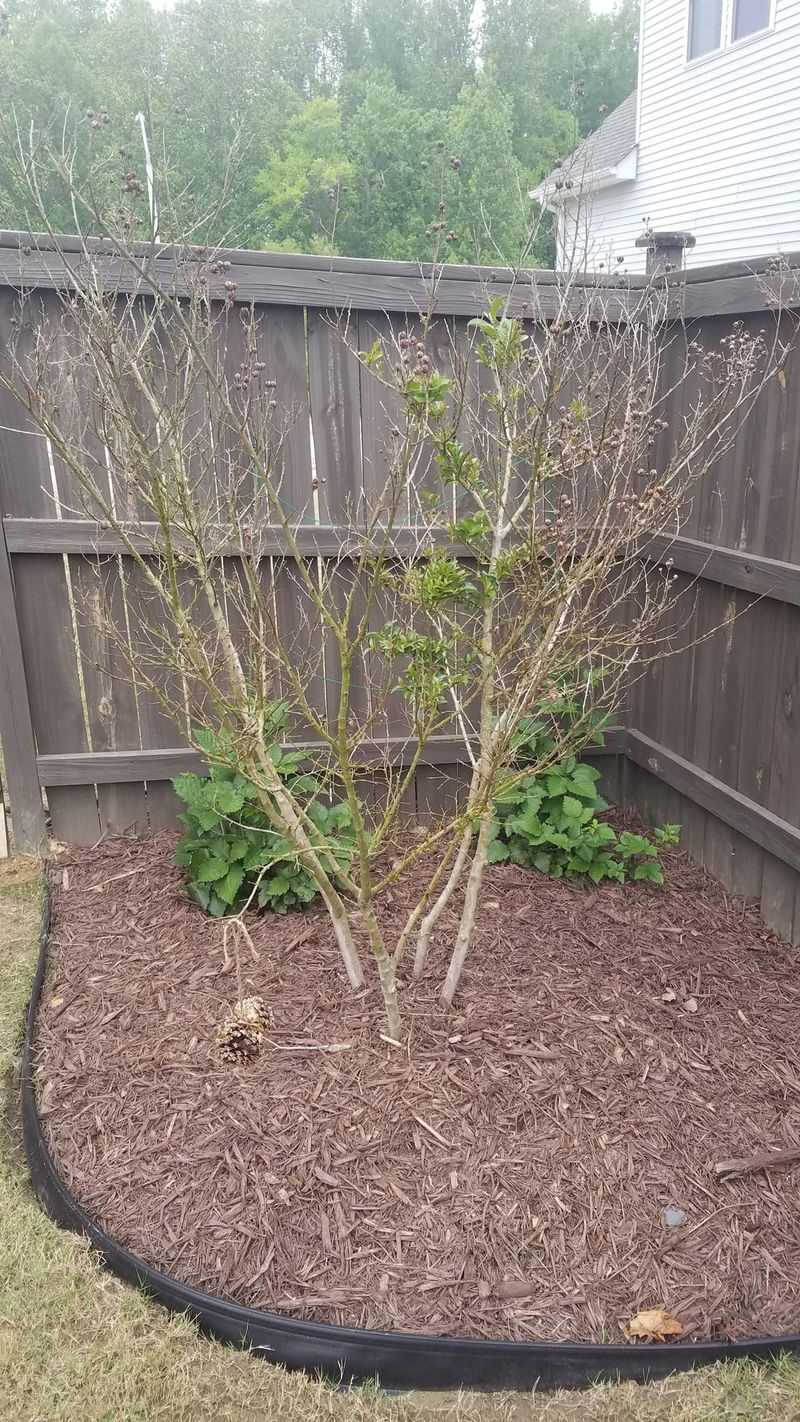 Mulch To Protect Roots And Retain Moisture