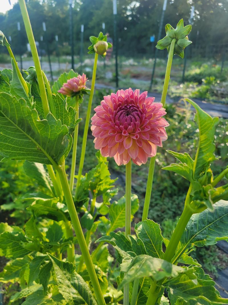 Pinch For Strong Stems